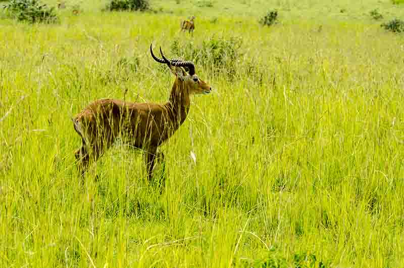 Antílope Impala - parque nacional de las cataratas Murchison - Uganda 1.jpg